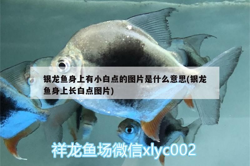 銀龍魚身上有小白點的圖片是什么意思(銀龍魚身上長白點圖片)