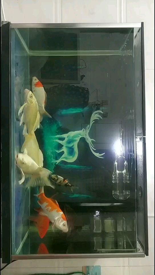 雙殺 雙殺 紅龍魚百科 第1張