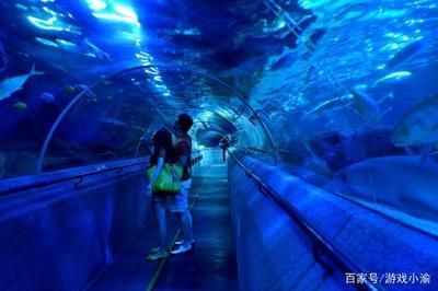 水族館賺錢游戲怎么玩(水族館賺錢游戲怎么玩水族館游戲任務獎勵介紹) 水族館百科(水族館加盟) 第2張 水族館賺錢游戲怎么玩(水族館賺錢游戲怎么玩水族館游戲任務獎勵介紹) 水族館賺錢游戲怎么玩(水族館賺錢游戲怎么玩水族館游戲任務獎勵介紹) 水族館百科(水族館加盟) 第2張