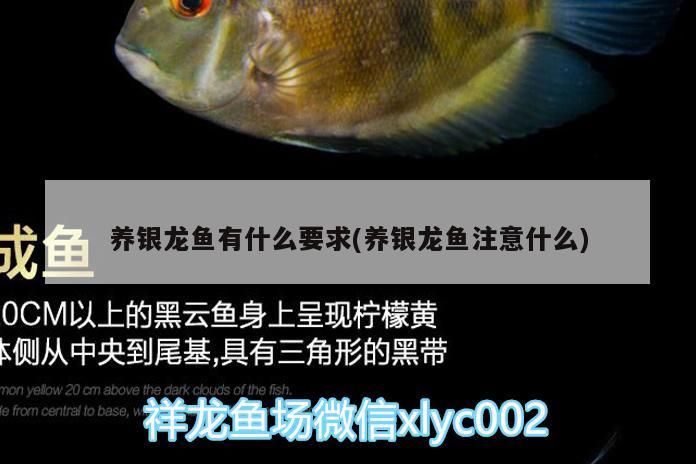 養銀龍魚有什么要求(養銀龍魚注意什么)