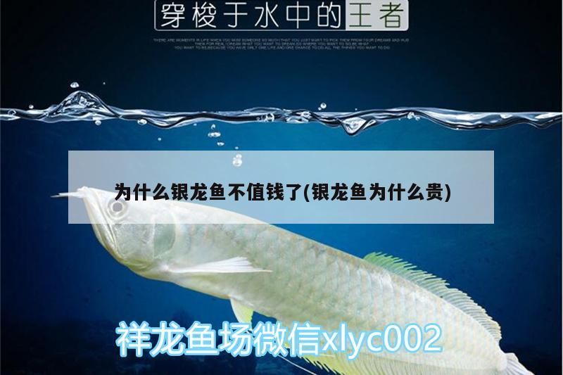 為什么銀龍魚不值錢了(銀龍魚為什么貴)
