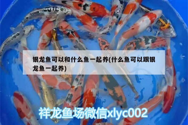 銀龍魚可以和什么魚一起養(什么魚可以跟銀龍魚一起養) 銀龍魚可以和什么魚一起養(什么魚可以跟銀龍魚一起養) 銀龍魚百科 第3張
