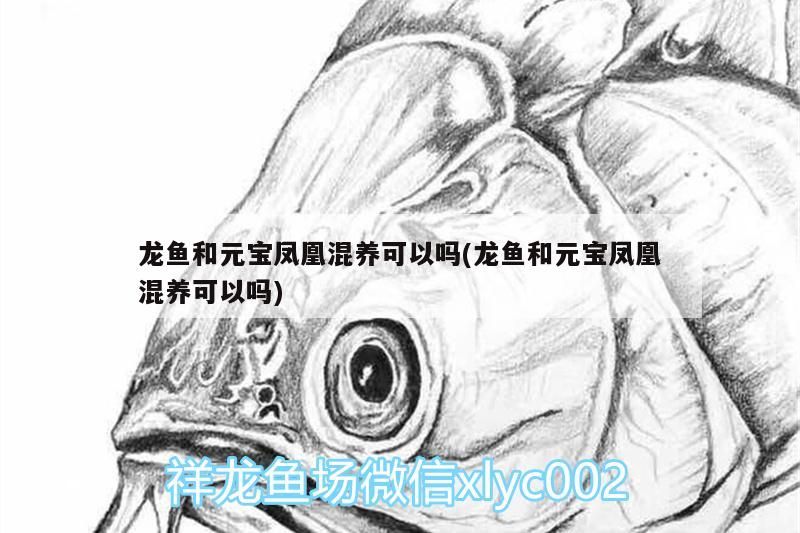 龍魚和元寶鳳凰混養可以嗎(龍魚和元寶鳳凰混養可以嗎)