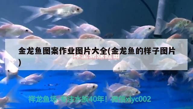 金龍魚圖案作業圖片大全(金龍魚的樣子圖片)