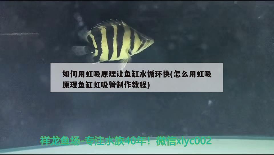 飛利浦光照下的紅宮廷 錦鯉魚百科 第3張 飛利浦光照下的紅宮廷 飛利浦光照下的紅宮廷 錦鯉魚百科 第3張