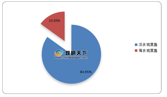 海水龍魚好養(yǎng)嗎視頻：大海龍魚