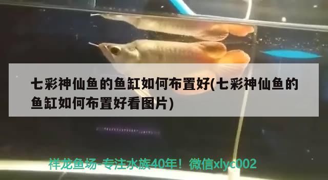 咸陽批發魚市場在哪里(咸陽最大的觀賞魚批發市場)
