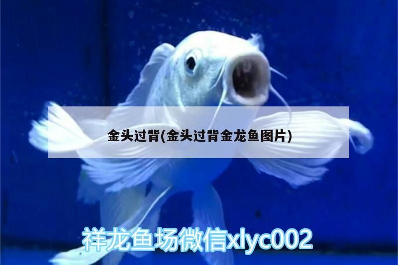 金頭過背(金頭過背金龍魚圖片)