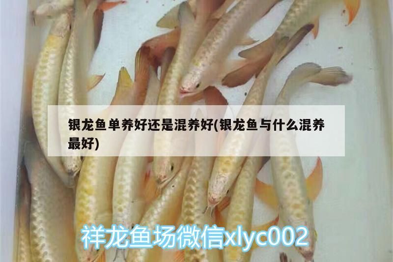 銀龍魚單養好還是混養好(銀龍魚與什么混養最好)