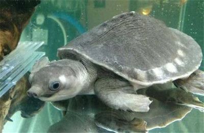豬鼻龜溫度多少合適冬眠：豬鼻龜不需要冬眠嗎，