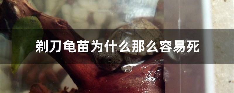 湖北魚缸廠家電話地址（ 湖北魚缸廠家電話地址及電話）