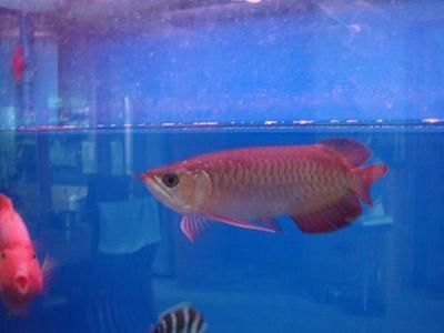 紅龍幼魚適合的溫度