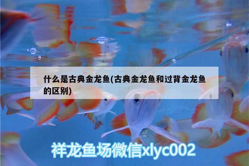 什么是古典金龍魚(古典金龍魚和過背金龍魚的區(qū)別) 什么是古典金龍魚(古典金龍魚和過背金龍魚的區(qū)別) 金龍魚百科 第3張