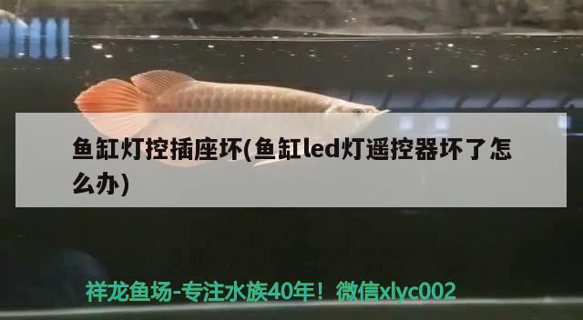 觀賞魚黃金貓怎么養殖的(觀賞魚黃金貓怎么養殖的圖片)