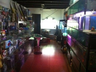 水族館從哪里進貨的（廣州花地灣市場水族產品特色）