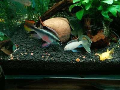 元寶鳳凰魚繁殖期飼料選擇，元寶鳳凰魚繁殖期飼料選擇元寶鳳凰魚繁殖期飼料選擇