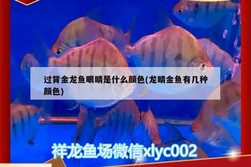 過(guò)背金龍魚(yú)眼睛是什么顏色(龍睛金魚(yú)有幾種顏色)
