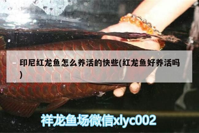 印尼紅龍魚怎么養活的快些(紅龍魚好養活嗎)