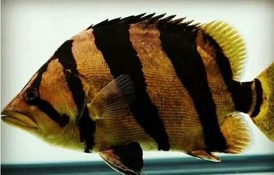 泰國虎魚疾病預防措施,泰國虎魚疾病預防措施介紹 虎魚百科 第6張 泰國虎魚疾病預防措施,泰國虎魚疾病預防措施介紹 泰國虎魚疾病預防措施,泰國虎魚疾病預防措施介紹 虎魚百科 第6張