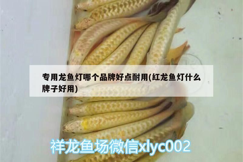 專用龍魚燈哪個品牌好點耐用(紅龍魚燈什么牌子好用)