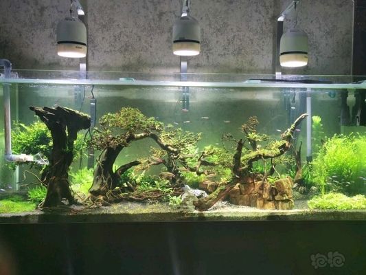 金老虎魚專用飼料配方，金老虎魚專用飼料配方的研究旨在為這種珍稀魚類提供營養(yǎng)均衡的飼料方案