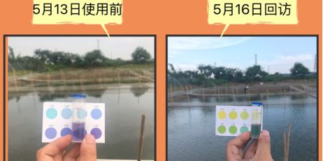 金龍魚黃金比例怎么樣