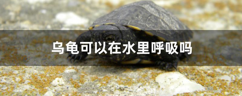 烏龜可以在水里呼吸嗎 魟魚百科 第1張 烏龜可以在水里呼吸嗎 烏龜可以在水里呼吸嗎 魟魚百科 第1張