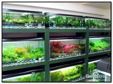 怎樣經營水族館店：如何經營一家成功的水族館店經營一家水族館店的經營管理技巧