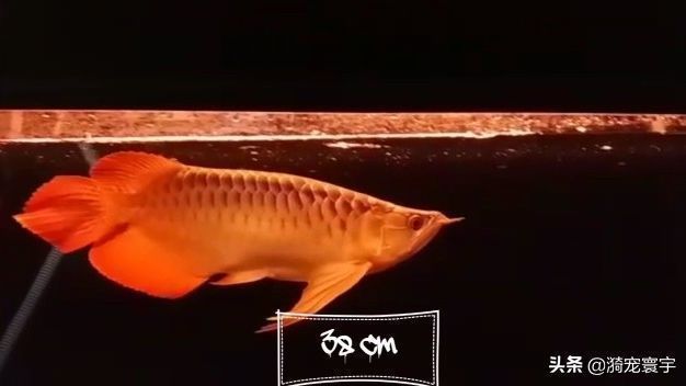 印尼大湖紅龍魚視頻大全集高清：印尼大湖紅龍魚的高清影像