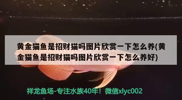 黃金貓魚是招財貓嗎圖片欣賞一下怎么養(黃金貓魚是招財貓嗎圖片欣賞一下怎么養好) 黃金貓魚百科 第3張 黃金貓魚是招財貓嗎圖片欣賞一下怎么養(黃金貓魚是招財貓嗎圖片欣賞一下怎么養好) 黃金貓魚是招財貓嗎圖片欣賞一下怎么養(黃金貓魚是招財貓嗎圖片欣賞一下怎么養好) 黃金貓魚百科 第3張