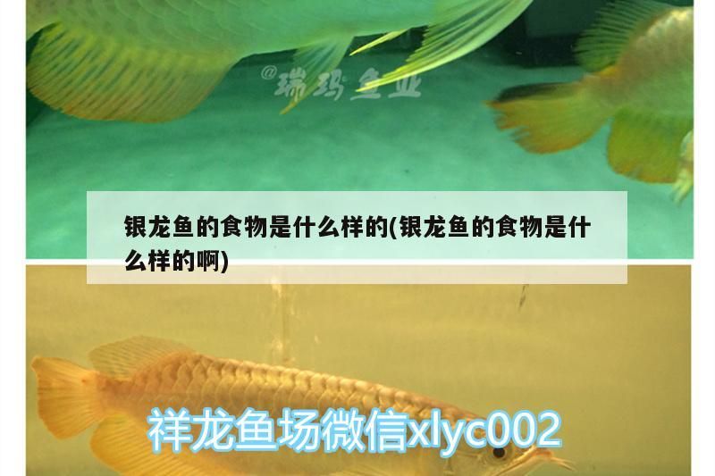 銀龍魚的食物是什么樣的(銀龍魚的食物是什么樣的啊)