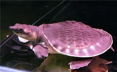 豬鼻龜腐皮最有效方法：豬鼻龜爛甲腐皮爛甲腐皮怎么治療