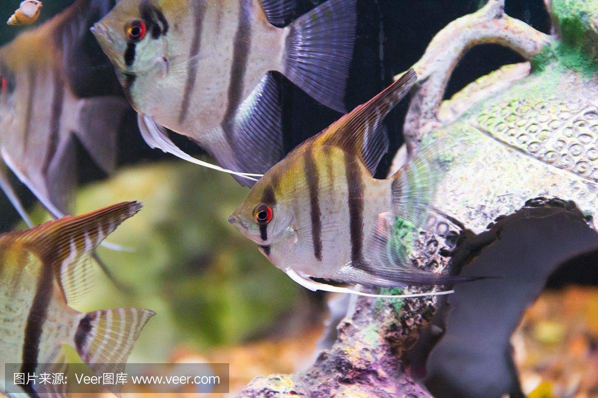 水族館魚類大全名稱圖片大全高清(水族館魚類大全名稱圖片大全) 水族館百科(水族館加盟) 第6張 水族館魚類大全名稱圖片大全高清(水族館魚類大全名稱圖片大全) 水族館魚類大全名稱圖片大全高清(水族館魚類大全名稱圖片大全) 水族館百科(水族館加盟) 第6張