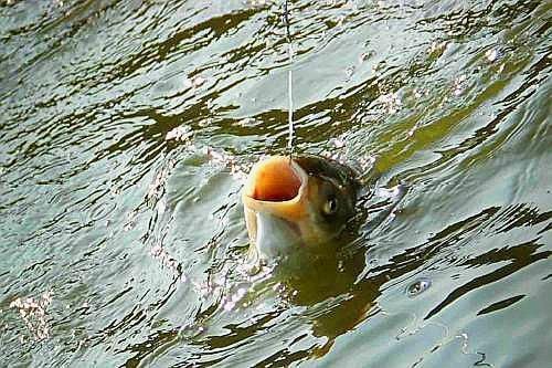 紅龍魚什么品種最好及排名：紅龍魚之冠，探秘那一抹驚艷的極致風華