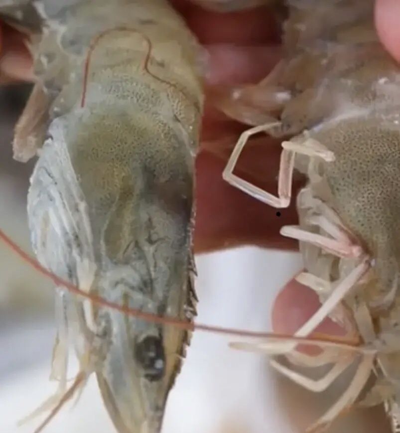 保定魚缸制作廠電話號碼查詢（保定魚缸清理服務電話） 保定魚缸制作廠電話號碼查詢（保定魚缸清理服務電話） 元寶鳳凰魚百科 第2張