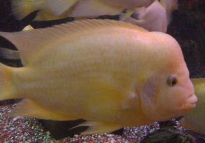 元寶鳳凰魚最佳飼料品牌：元寶鳳凰魚最佳飼料品牌：祥龍魚場元寶鳳凰魚專用魚糧艷寶糧