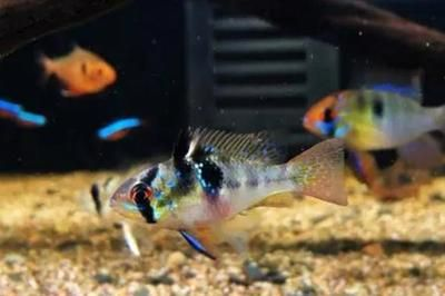 元寶鳳凰魚最佳飼料品牌：元寶鳳凰魚最佳飼料品牌：祥龍魚場元寶鳳凰魚專用魚糧艷寶糧