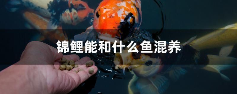 錦鯉能和什么魚混養