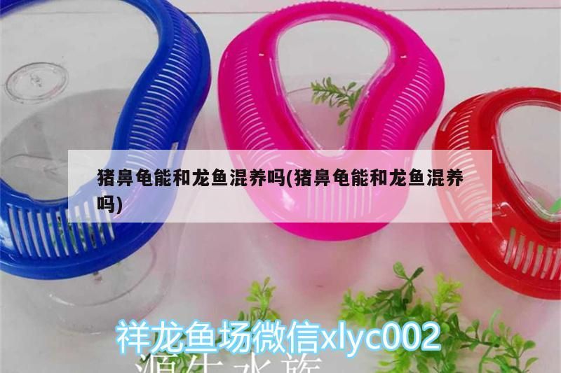 豬鼻龜能和龍魚混養嗎(豬鼻龜能和龍魚混養嗎)