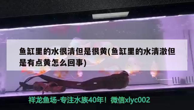 魚缸里的水很清但是很黃(魚缸里的水清澈但是有點黃怎么回事)