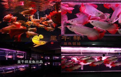 大湖紅龍魚(yú)圖片欣賞大全視頻：大湖紅龍魚(yú)圖片及欣賞