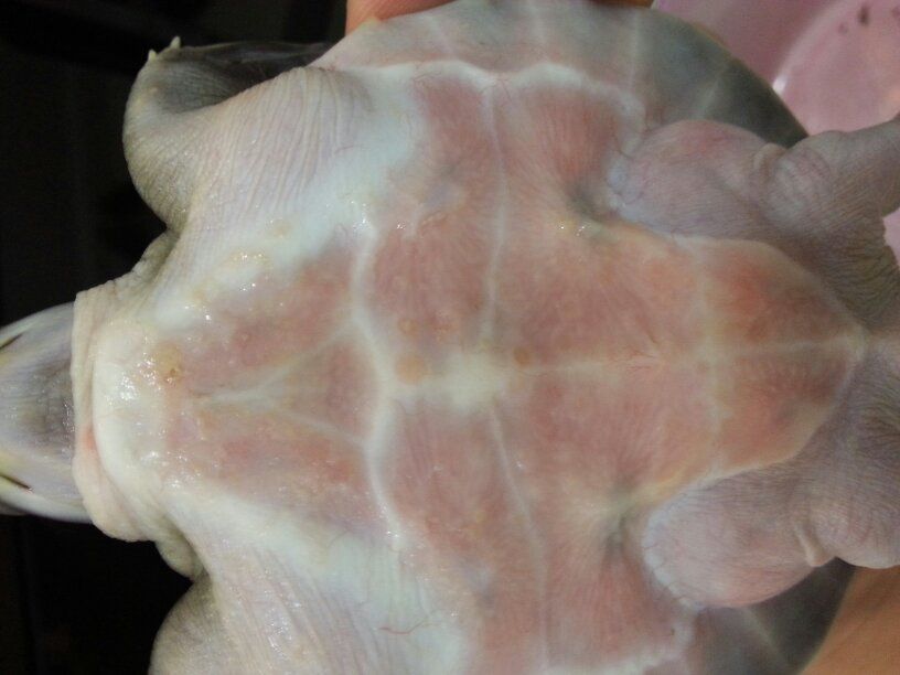 豬鼻龜皮膚病怎么治療：豬鼻龜掉皮了怎么治療圖片和豬鼻龜掉皮了怎么治療圖片
