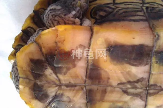 豬鼻龜皮膚病怎么治療：豬鼻龜掉皮了怎么治療圖片和豬鼻龜掉皮了怎么治療圖片