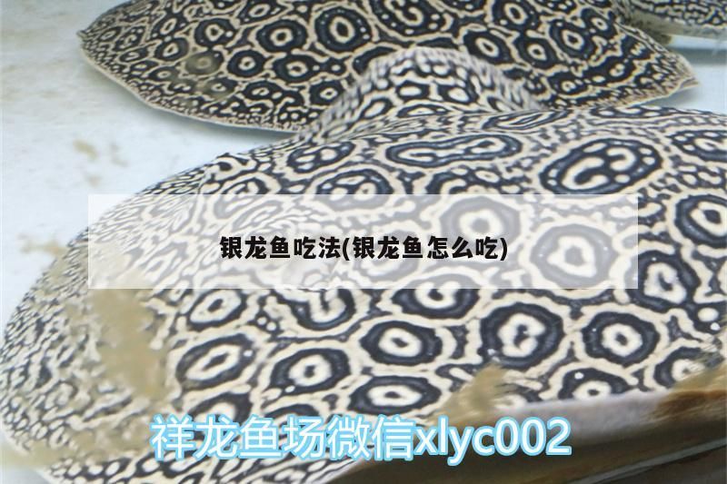 銀龍魚吃法(銀龍魚怎么吃) 銀龍魚百科 第3張 銀龍魚吃法(銀龍魚怎么吃) 銀龍魚吃法(銀龍魚怎么吃) 銀龍魚百科 第3張