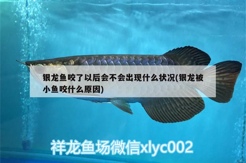 銀龍魚咬了以后會不會出現什么狀況(銀龍被小魚咬什么原因)