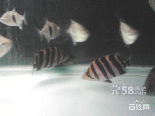 如何監(jiān)測四紋虎魚繁殖水質(zhì)，四紋虎魚繁殖期水質(zhì)管理技巧