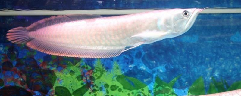 魟魚爬缸溫度多少合適：魟魚爬缸時的溫度多少合適