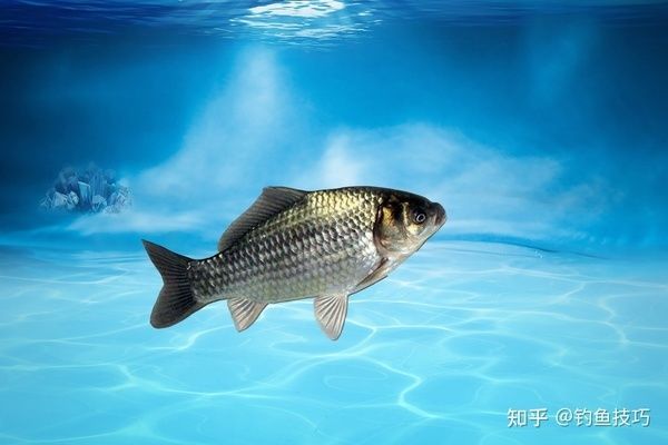 魟魚爬缸溫度多少合適：魟魚爬缸時的溫度多少合適