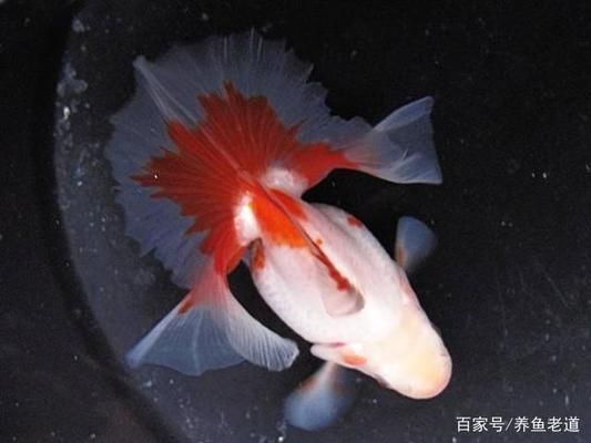 魟魚爬缸溫度多少合適：魟魚爬缸時的溫度多少合適