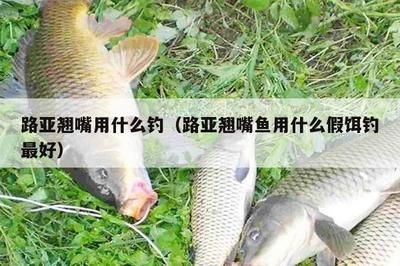 黃金貓魚好養嗎怎么養的好看視頻(金魚養魚怎么養好)